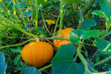 Bahçedeki yeşil yaprakların arka planına karşı sarı çiçekler ve portakal kabağı meyveleri