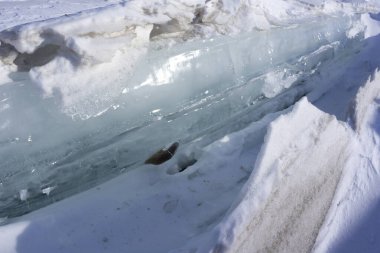 Bolshoe Gölü 'ndeki buz mırıltıları Krasnoyarsk Krai Sibirya Güneşli bir gün mavi gökyüzü beyaz masmavi kar şeffaf buzlar içinde donmuş taşlar. Donmuş göl dalgaları.