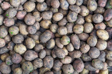 Küçük yeşil ve kırmızı filizlerle filizlenmiş patates yumrusu. Bahçıvanlık kendi ellerinle Çevre dostu ürünler.