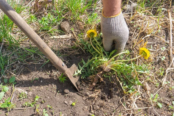 戴手套的手掏出蒲公英的杂草 用小铲子把它挖出来 黄色的蒲公英花 和沿着 强大的根 用你自己的手园艺 免版税图库图片