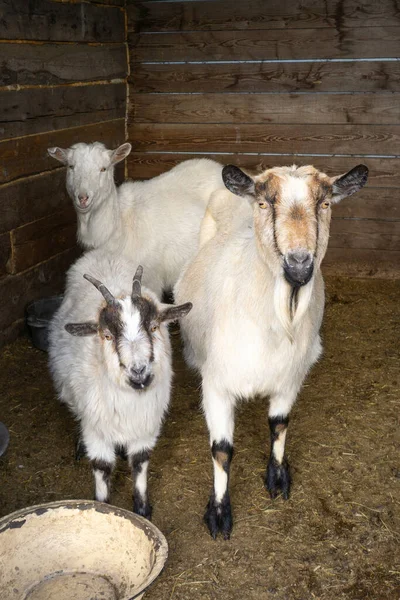 Cabras Blancas Una Casa Granero Pueblo —  Fotos de Stock