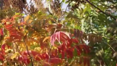 Sonbaharda bitkisel Astilba bitkisi. Güzel çok renkli yapraklar - sarı, turuncu, kırmızı, pembe ve yeşil rüzgarda sallanıyor