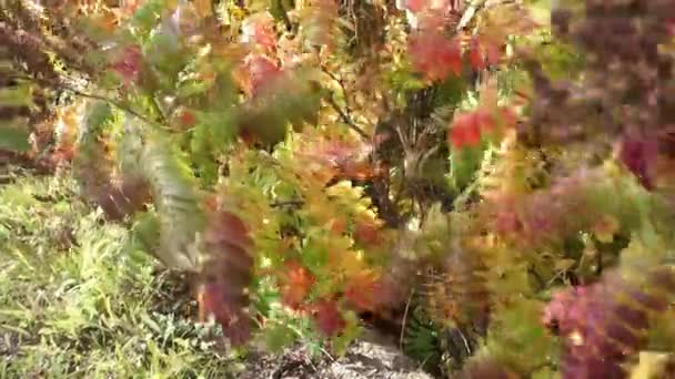 Bylinná rostlina Astilba na podzim. Krásné mnohobarevné listy - žluté, oranžové, červené, růžové a zelené se houpají ve větru — Stock video