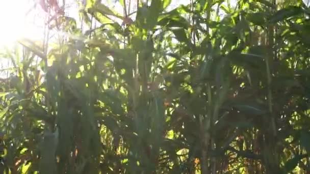 Кукурудза в полі вистрибує з сильних вітрів, сонячний день, осінь — стокове відео
