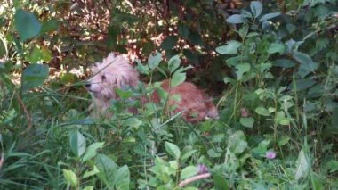 Yaşlı, tüylü, yarı kör, açık kırmızı renkli başıboş bir köpek çimlerin üzerinde ne yazık ki yatıyor.
