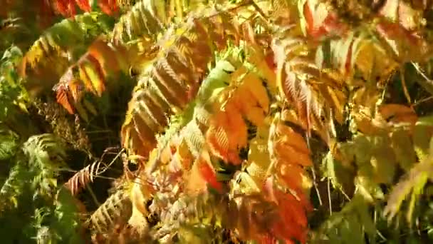 Ποώδες φυτό Αστίλμπα το φθινόπωρο. Όμορφα πολύχρωμα φύλλα - κίτρινο, πορτοκαλί, κόκκινο, ροζ και πράσινο κουνιούνται στον άνεμο — Αρχείο Βίντεο