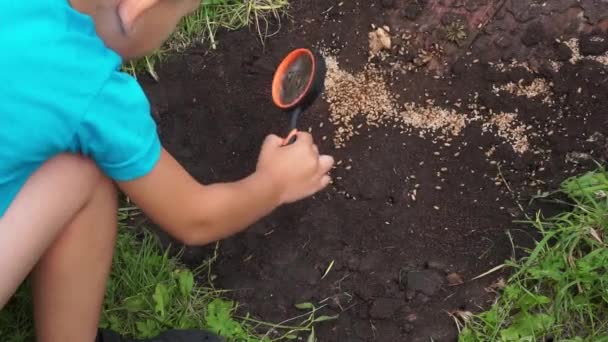 Um menino de 4 anos assiste entusiasticamente através de uma lupa para formigas carregando pupas e larvas — Vídeo de Stock