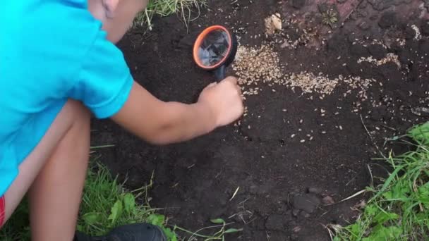 Хлопчик 4 роки з ентузіазмом спостерігає за збільшувальною склянкою для мурах, що перевозять лялечок і личинок — стокове відео