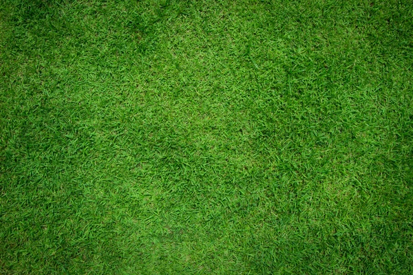 Green Grass Natural Background Texture Copy Space — Stock Photo, Image