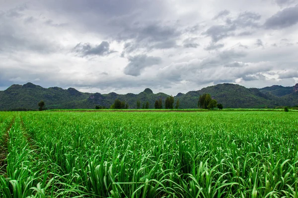 Pequeña Granja Maíz Verde Vista Montaña Las Nubes Lluvia Para —  Fotos de Stock