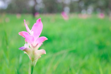 Krachiew ya da Curcuma sessilis çiçekleri pembe renk yeşil çayır, chaiyaphum, Tayland 'da böcekler tarafından yenir