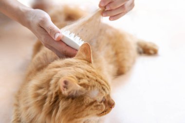 Kızıl kedi yerde yatıyor ve fırçalarken ve taranırken keyfini çıkarıyor temizlerken eski kedi kürkünü çıkarıyor.