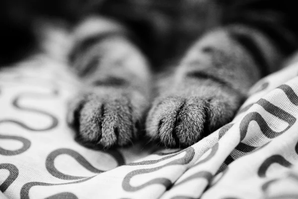 Милые лапы котенка сложены — стоковое фото