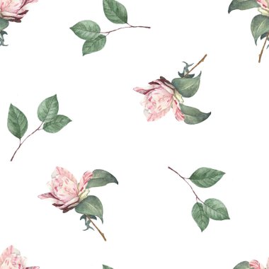 Gül suluboyasının kusursuz arkaplanı