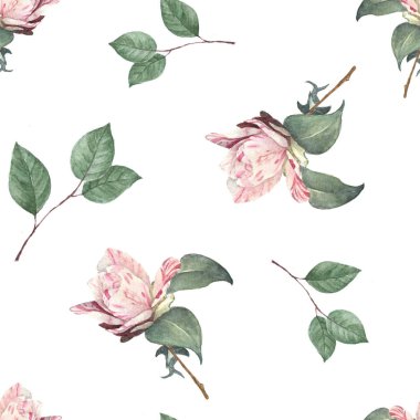 Gül suluboyasının kusursuz arkaplanı