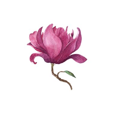 Magnolia Çiçeği suluboya resminin kusursuz arkaplanı