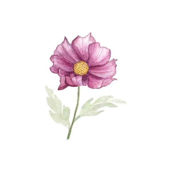Watercolor Painting Pink Cosmos — Stock Photo, Image