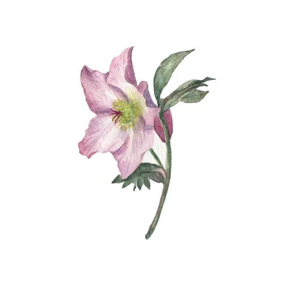 Watercolor Painting Pink Lily — Stock Photo, Image