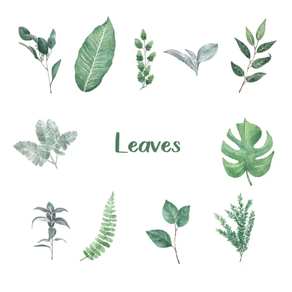 Different Leaves Type Watercolor White Background — Φωτογραφία Αρχείου