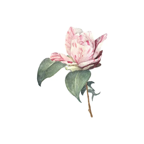 Watercolor Painting Pink Rose — Stock Photo, Image