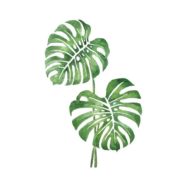 Monstera Acuarela Pintura Sobre Fondo Blanco —  Fotos de Stock