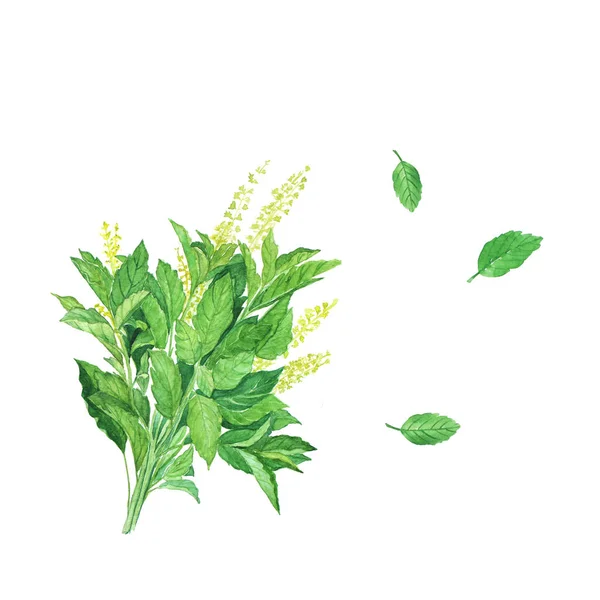 Holy Basil Watercolor White Background — Stock Photo, Image