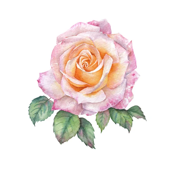 Rosa Rosa Aquarela Pintura Sobre Fundo Branco — Fotografia de Stock
