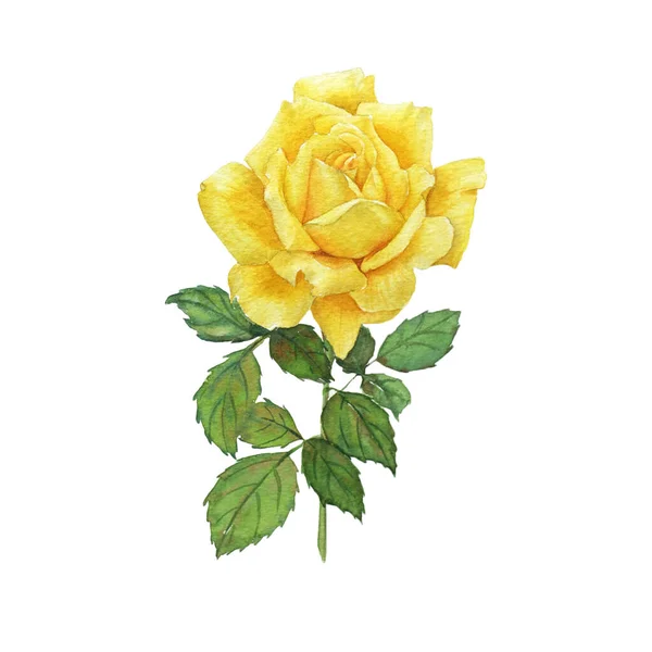 Watercolor Painting Yellow Rose — Stock Photo, Image