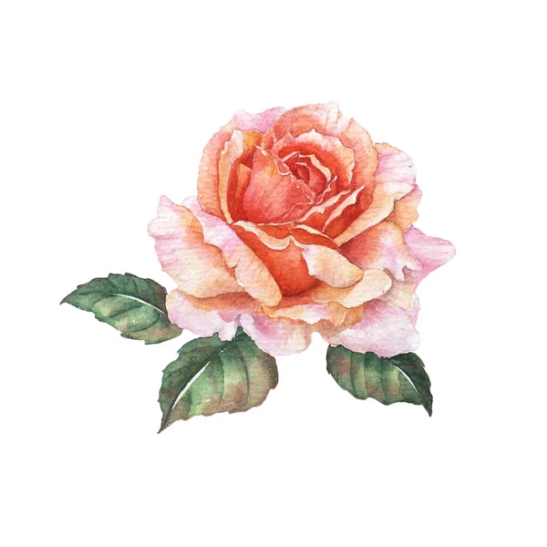 Watercolor Painting Orange Rose — Stock Photo, Image