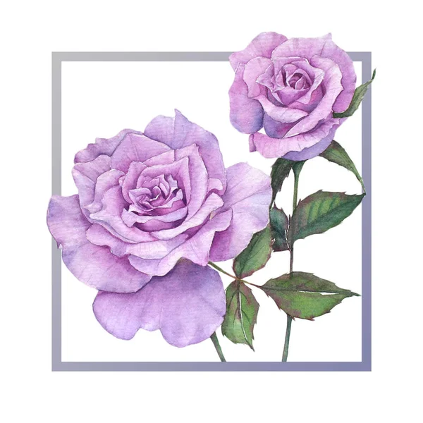 Frame Purple Rose Watercolor — Stock Photo, Image