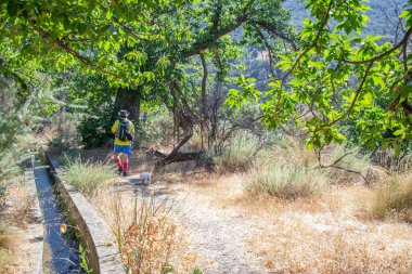 Köpekli bir yürüyüşçü, ağaçların altında yürürken altın çimenli bir hendeğin yanında kovboy şapkası takıyor.