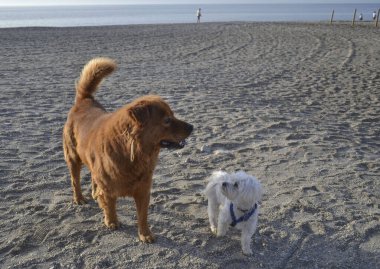 Labrador Retriever kahverengisi ve Malta köpeği kumsalda birlikte beyaz.