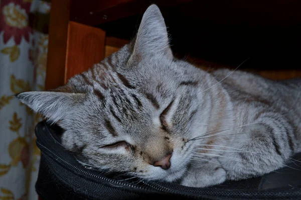 Primo Piano Del Gatto Grigio Che Dorme — Foto Stock