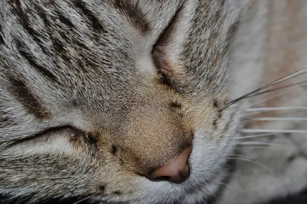 Πρώτο Πλάνο Του Ύπνου Γκρίζας Γάτας — Φωτογραφία Αρχείου