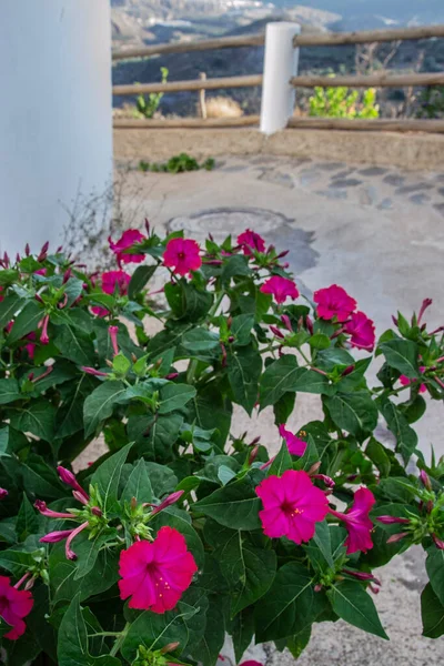 Bougainvillea Bloemen Die Groeien Vanaf Grond Van Een Straat Mairena — Stockfoto