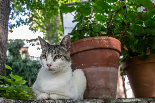 外のパティオの花器の横に緑の目をした黒とグレーの縞模様の白い猫 — ストック写真