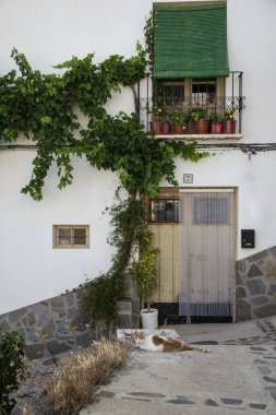 Alpujarra 'nın Laroles kasabasında beyaz ve beyaz sayfalı ev cephesi. Sarmaşık bitkisi, saksılı balkon, yeşil kör ve yerde beyaz ve turuncu bir kedi.