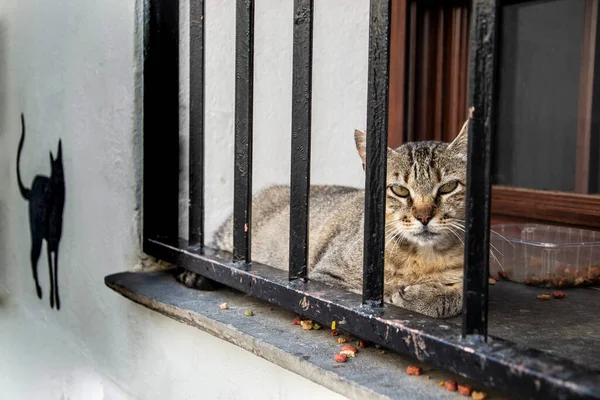 Gatto Diversi Colori Posato Davanzale Una Silhouette Gatto Nero Dipinto — Foto Stock