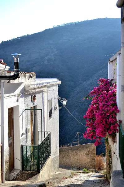 Lujar Ulicy Białymi Domami Różowe Bougainvilleas — Zdjęcie stockowe