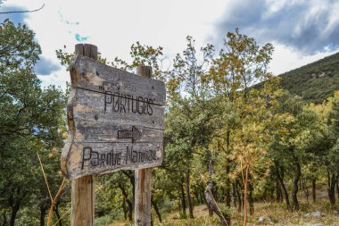 Sonbaharda sarı ve yeşil yapraklı ağaçlarla çevrili Portekiz doğal parkına giden yolu gösteren tahta tabela.