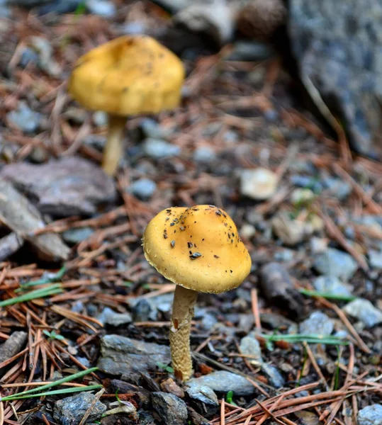 yellow mushroom in the field in the Alpujarra area