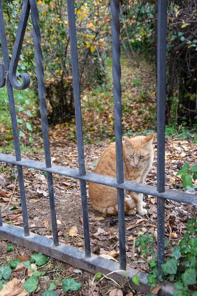 울타리 노란색 나뭇잎에둘러 오렌지 고양이 — 스톡 사진