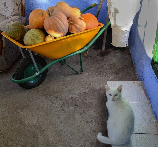 고양이 오렌지 오렌지색 손수레 — 스톡 사진