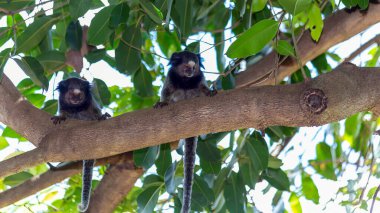 Two monkeys on the tree. The Black-tufted marmoset also know as Mico-estrela is a typical monkey from central Brazil. Species Callithrix penicillata. Animal lover. Wildlife. clipart