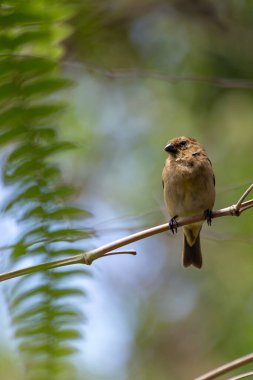 Paslı yakalı Seedeater 'ın dişisi aynı zamanda ormandaki bir ağaç dalına tünemiş 