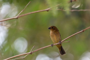 Paslı yakalı Seedeater 'ın dişisi aynı zamanda Marsh Collar ya da ormanda bir ağaç dalına tünemiş 