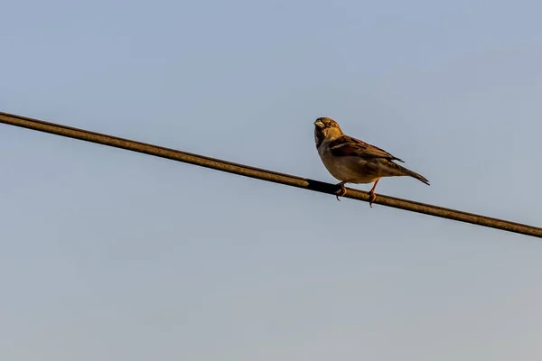 Pájaro Urbano Hora Dorada Gorrión También Conoce Como Pardal Encaramado —  Fotos de Stock