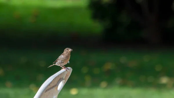 Pardal Empoleirado Cadeira Jardim Observando Movimentos Casa Amante Pássaros Observação — Fotografia de Stock