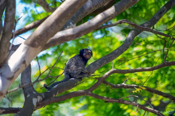 원숭이 말이야 마모셋 Black Tufted Marmoset 에스테 Mico Estrela 도알려져 — 스톡 사진