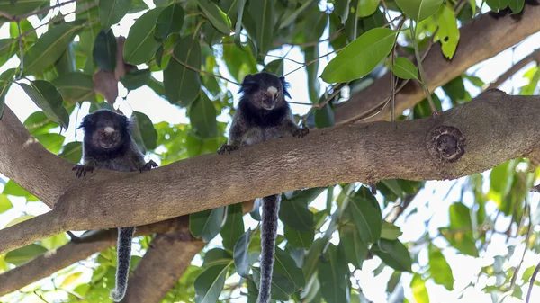 Δύο Μαϊμούδες Στο Δέντρο Black Tufted Marmoset Επίσης Γνωστό Mico — Φωτογραφία Αρχείου